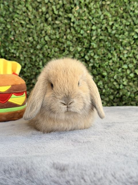 MINI LOP 1 foto 2