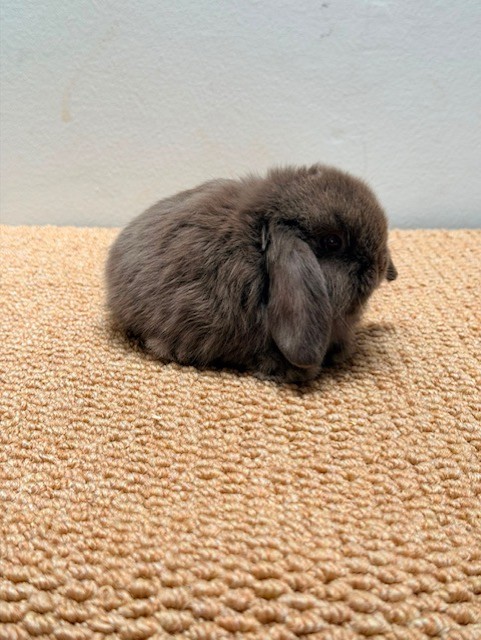 MINI LOP 5 foto 2