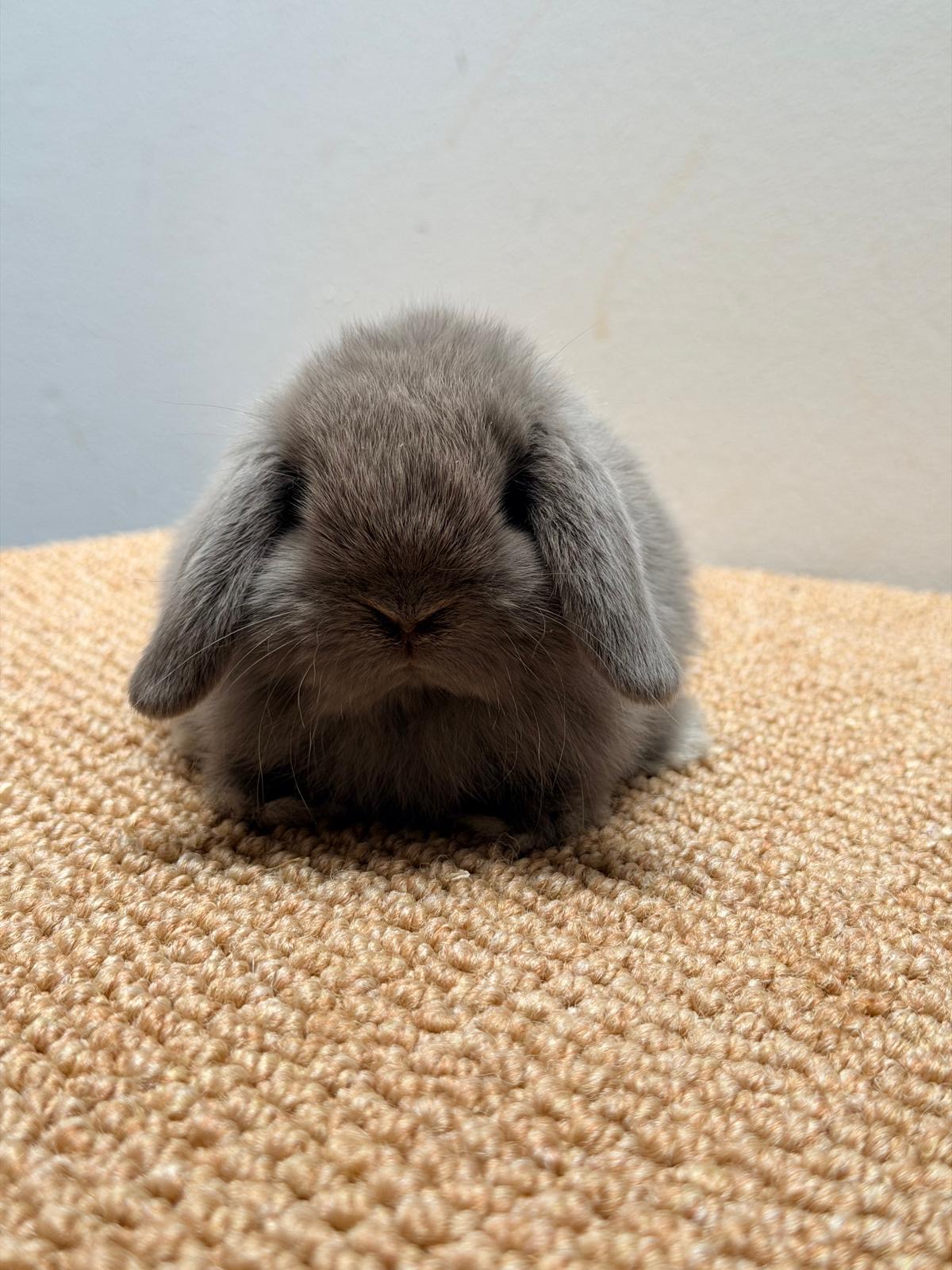 MINI LOP 6 foto 4