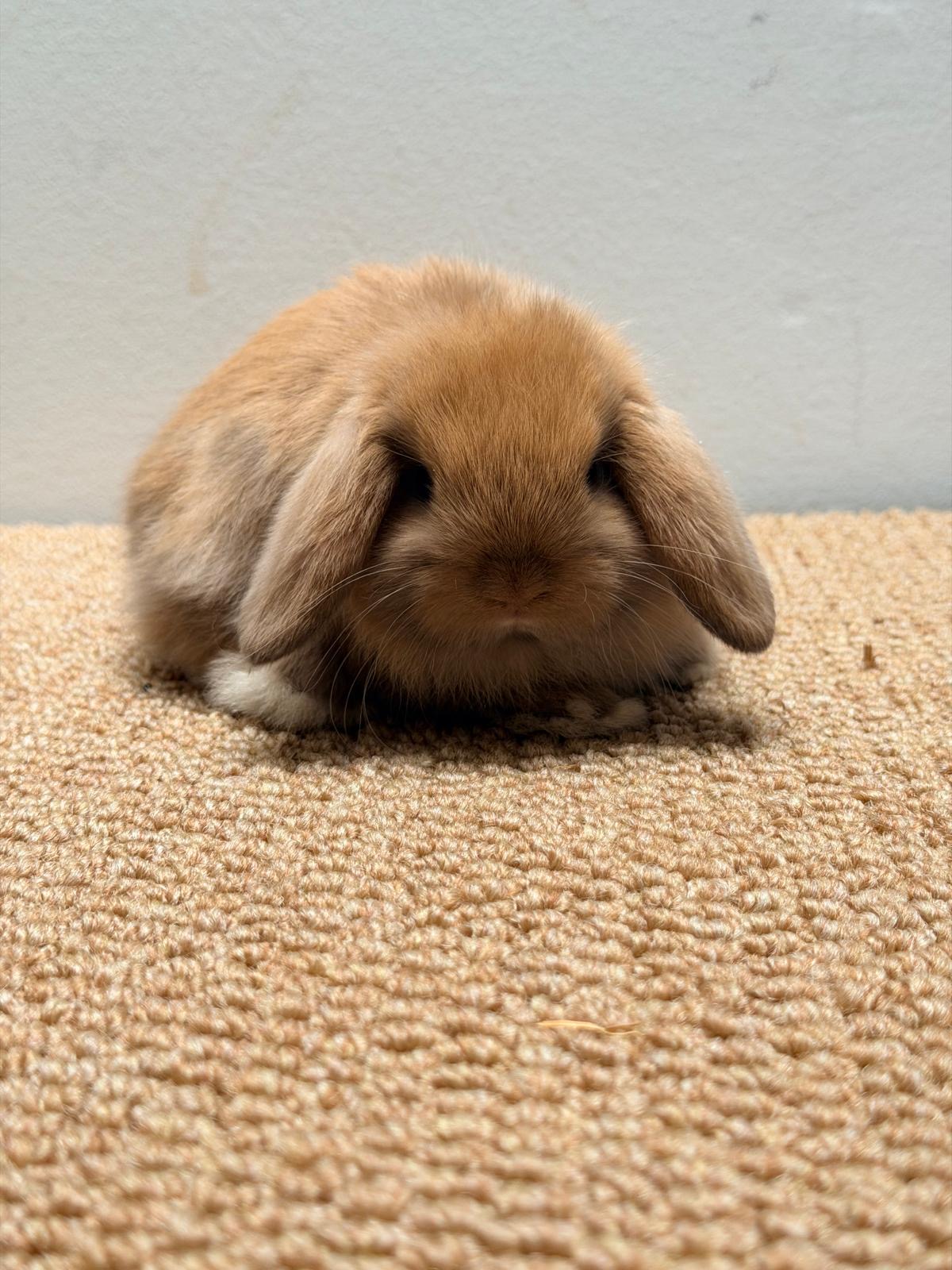 MINI LOP 7 foto 1