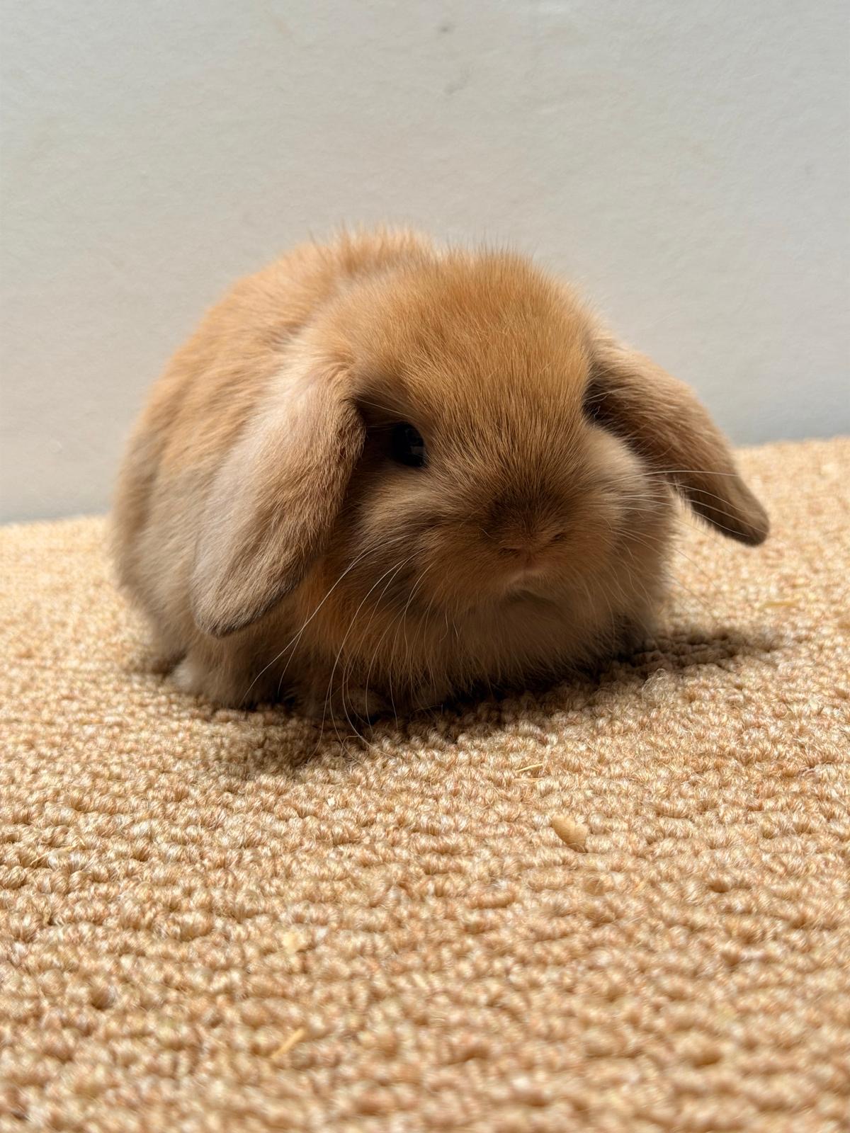 MINI LOP 7 foto 3