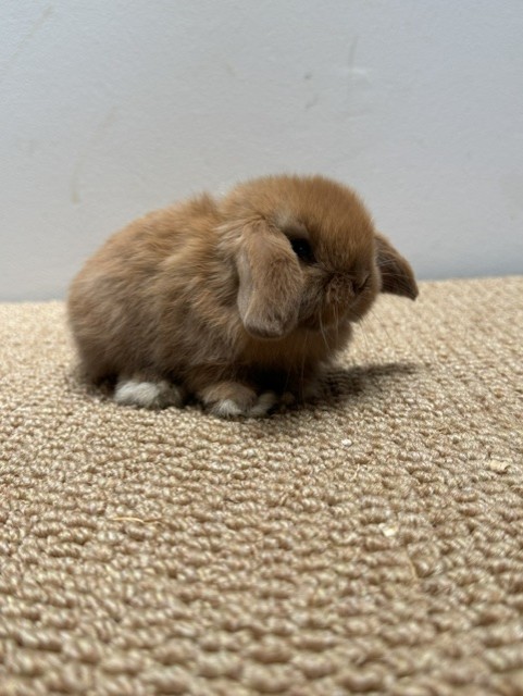 MINI LOP 8 foto 1