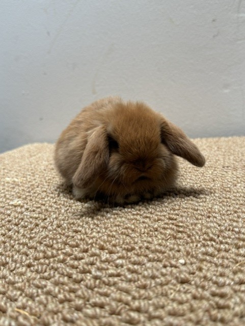 MINI LOP 8 foto 2