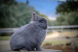 Enano Holandés Azul