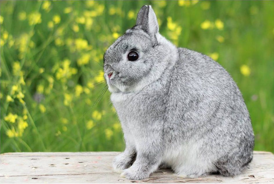 Enano Holandés Chinchilla
