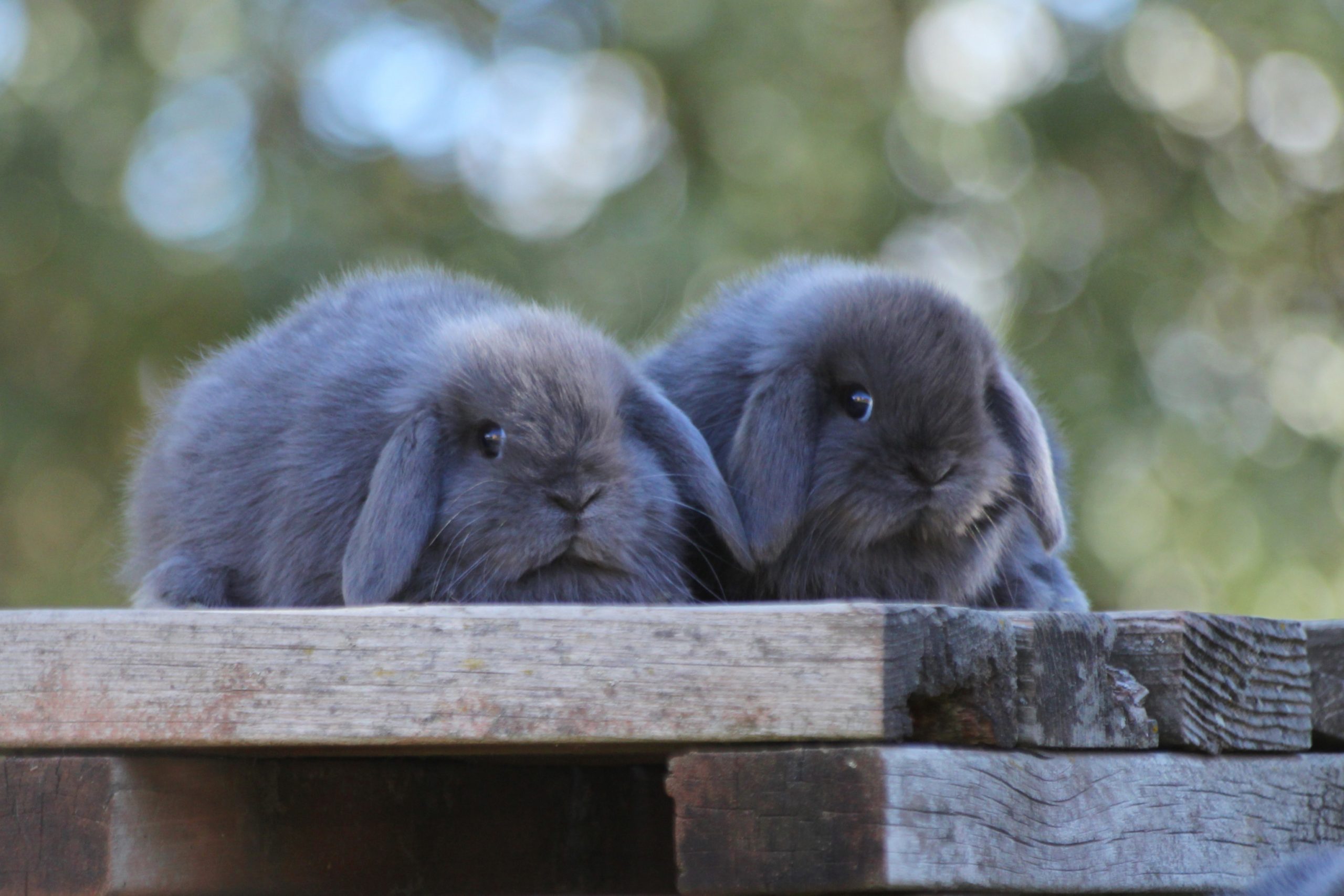 Mini Lop Azul