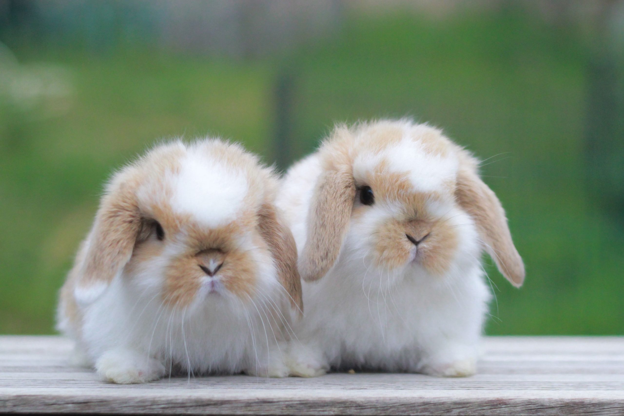 Mini Lop · galería 1