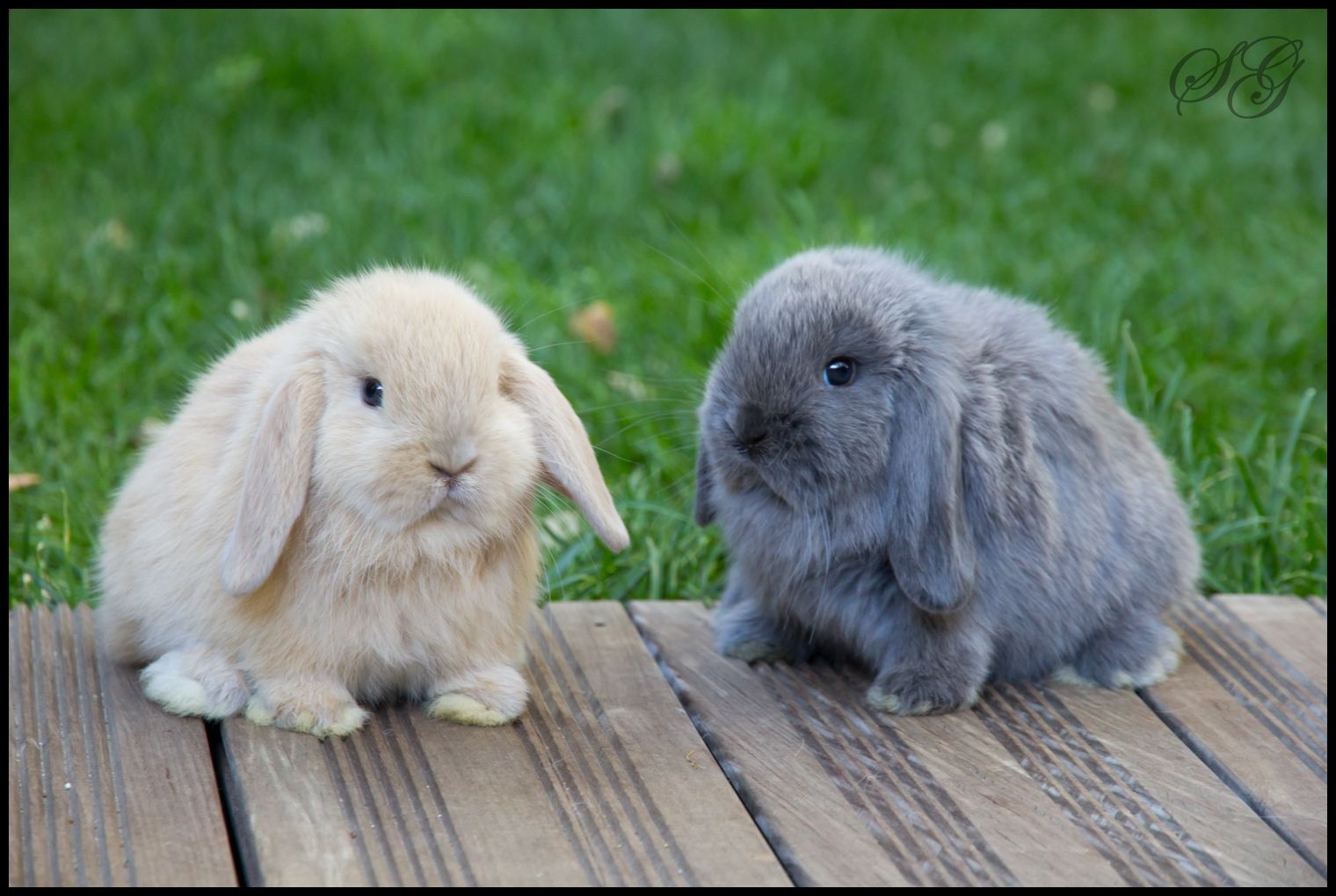 Mini Lop · galería 2