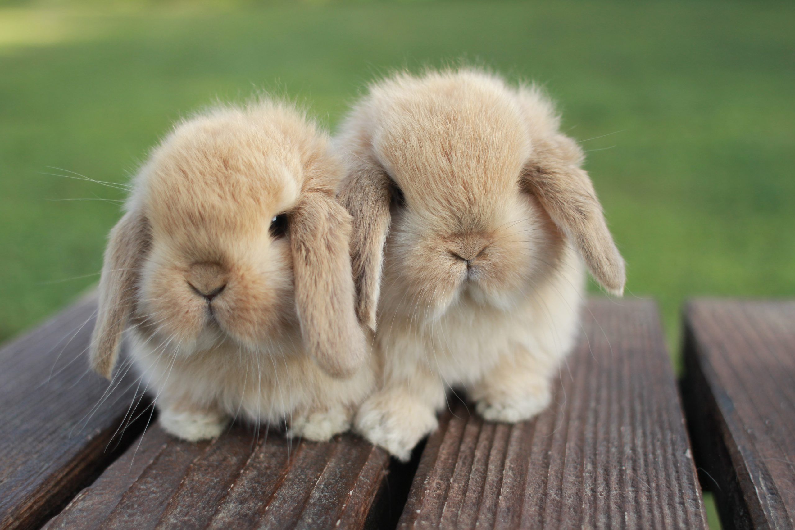 Mini Lop · galería 5