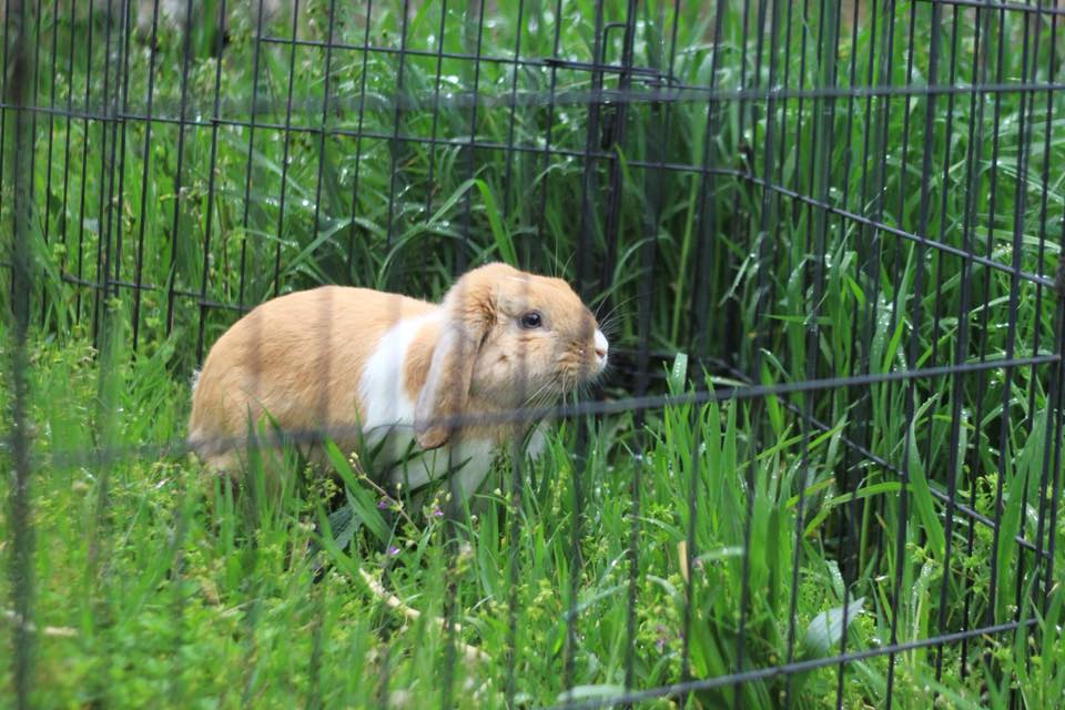 Mini lop en la residencia