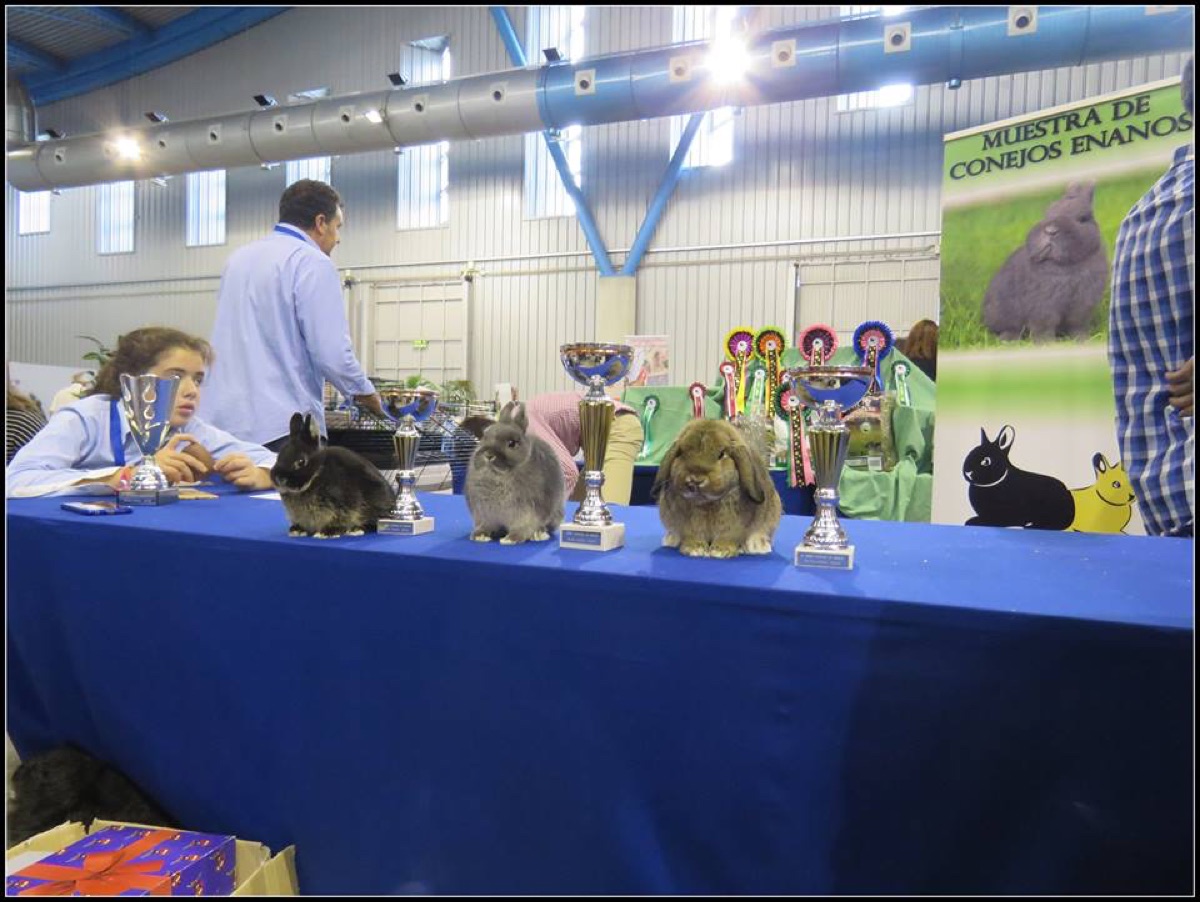 XIV Exposición Nacional 2015 · Málaga (1)