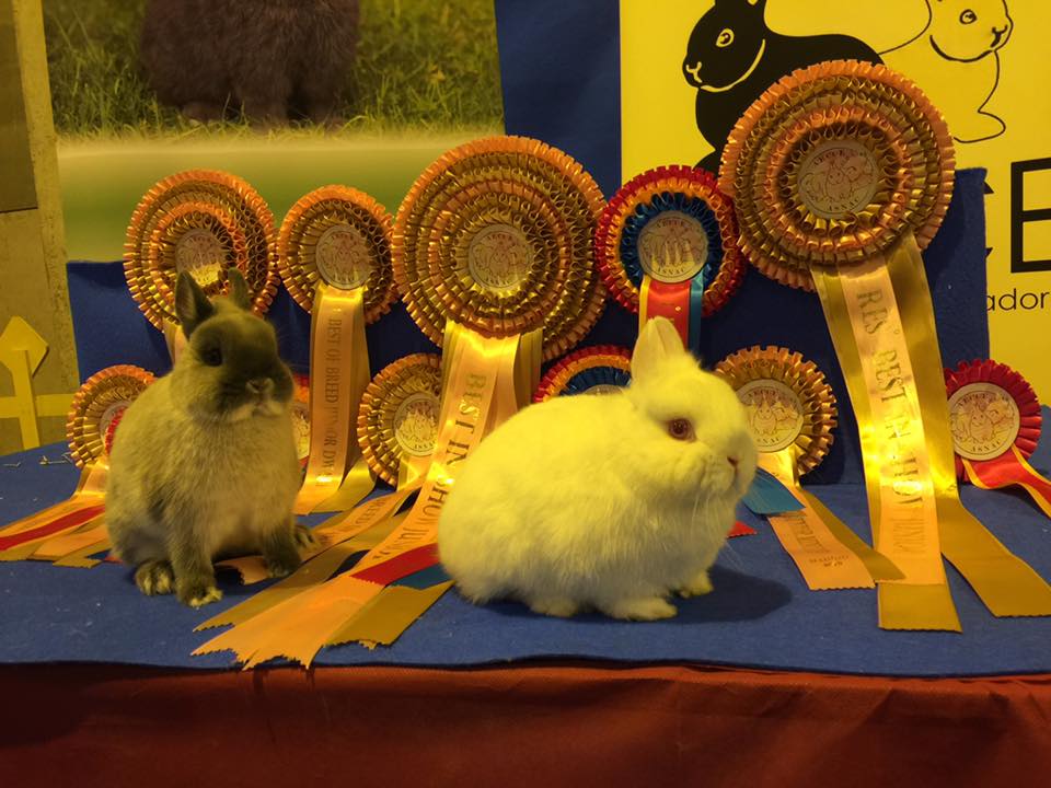 IV y V Exposición Nacional 2019 · Madrid (2)